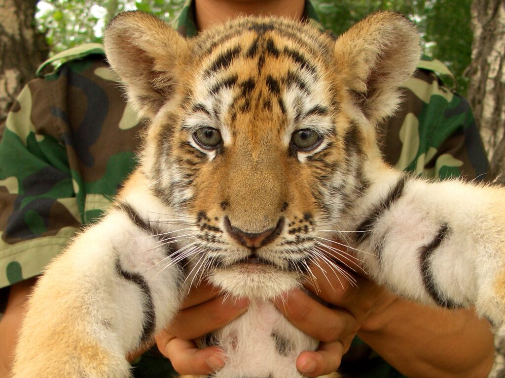 Adorable Tiger Cub Held by Hands: Cute Animal Wallpaper Background