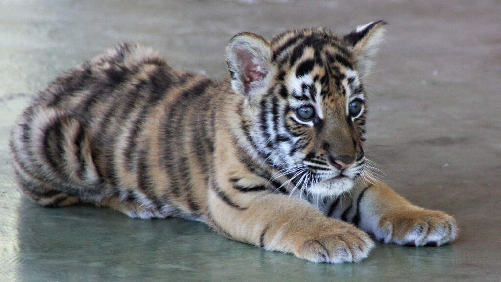 Adorable Tiger Cub Wallpaper: Fluffy, Playful & Charming Background