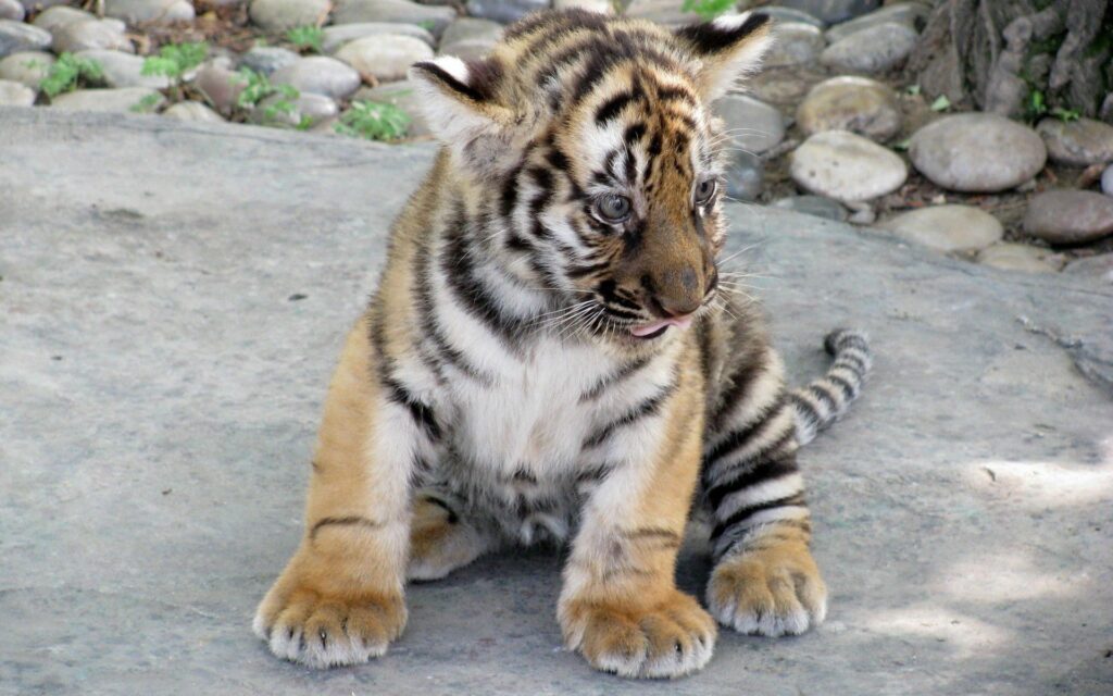 Adorable Tiger Cub on Stone Surface – Charming Wildlife Wallpaper