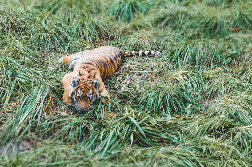 Adorable Tiger Cub in Lush Green Grass - Serene Nature Background Wallpaper