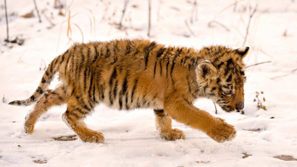 Adorable Tiger Cub in Snowy Landscape - Charming Winter Wallpaper