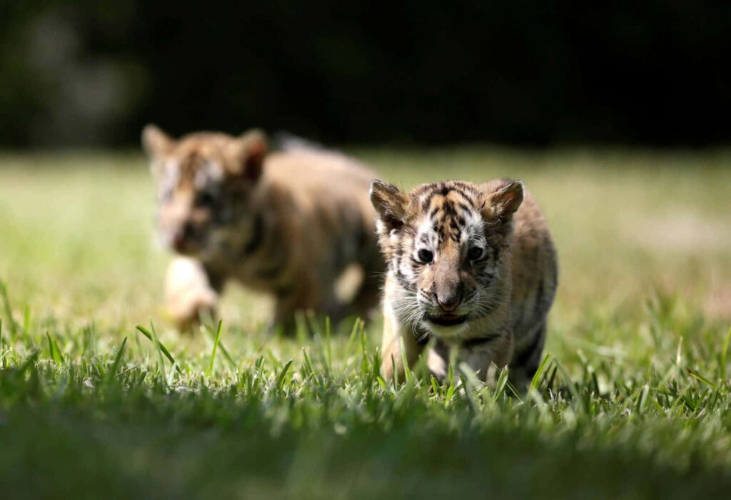 Playful Tiger Cubs Exploring Sunlit Grassy Field - Adorable Moment Wallpaper