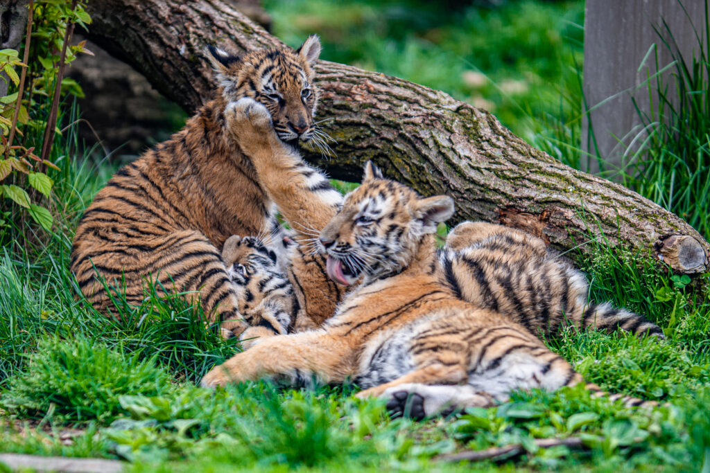 Adorable Tiger Cubs Playfully Interacting in Green Background Wallpaper