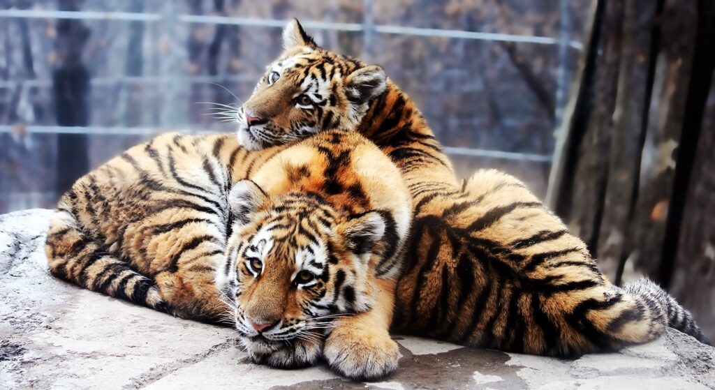 Peaceful Tiger Cubs: Adorable Striped Fur in Natural Background Wallpaper