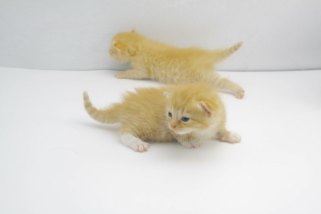 Charming Orange Kittens Wallpaper: Adorable Fluffy Cuties on White