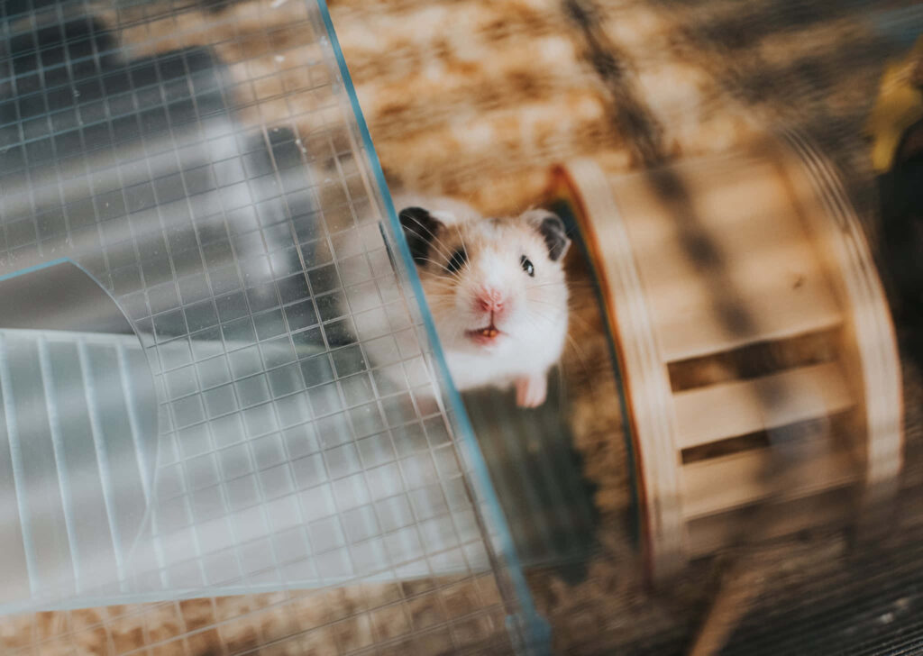 Adorable Tiny Hamster Peeking: Cute and Playful Wallpaper Background