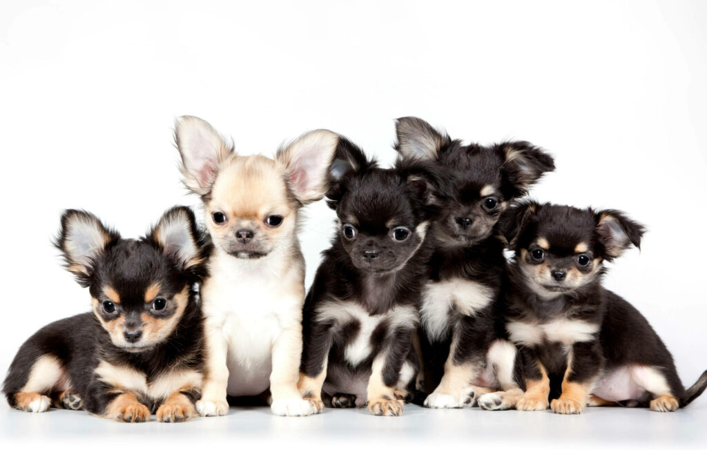 Adorable Puppy Wallpaper: Cute Fluffy Friends on White Background