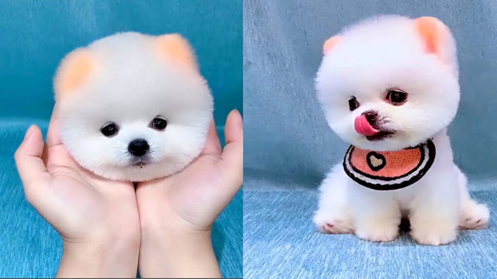 Adorable Toy Pomeranian Wallpaper: Fluffy Fur & Playful Charm
