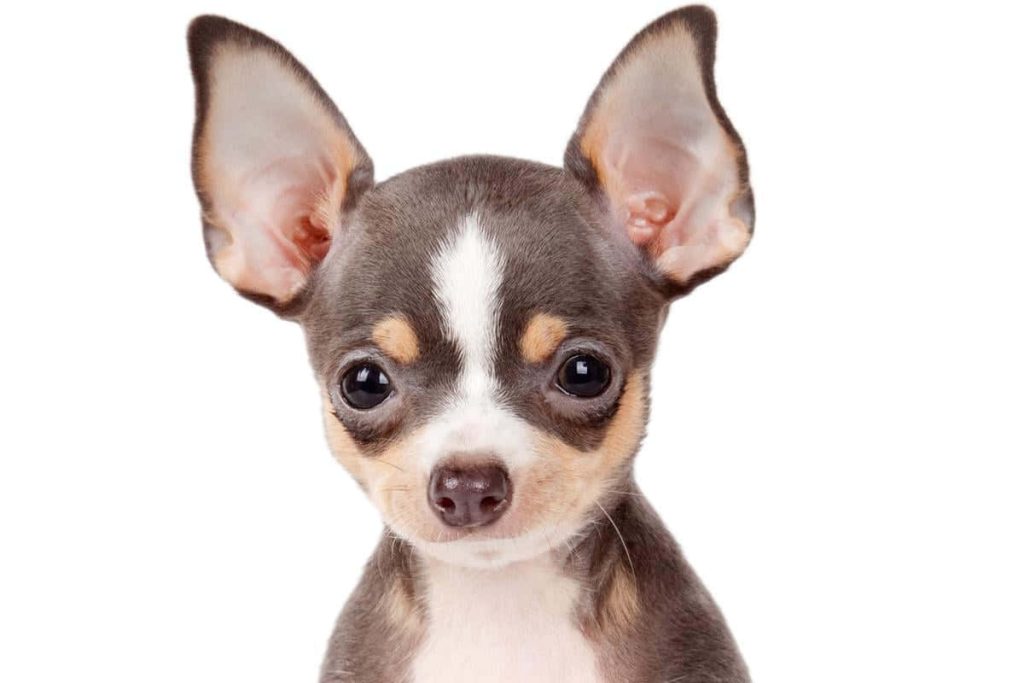 Tri-color Chihuahua portrait with expressive eyes and large ears on crisp white background wallpaper
