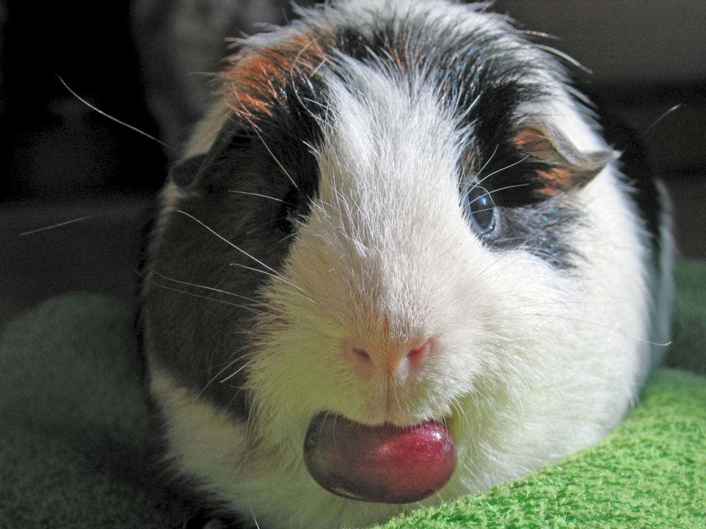 Close up of tricolor guinea pig holding red grape on green surface with soft fur and bright lighting Wallpaper