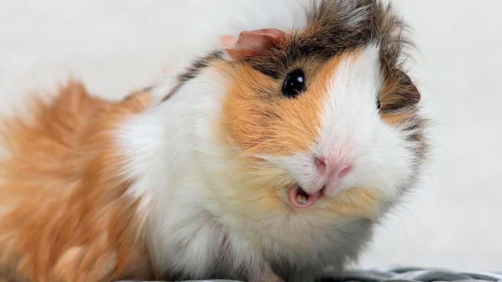 Close-up of tricolor guinea pig with brown white and dark fur and charming open mouth Wallpaper