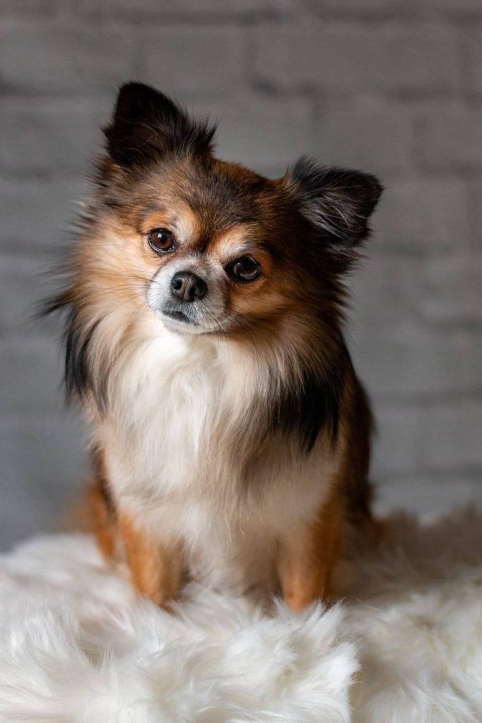 Long-haired tricolor Chihuahua sitting on white rug with grey brick background wallpaper