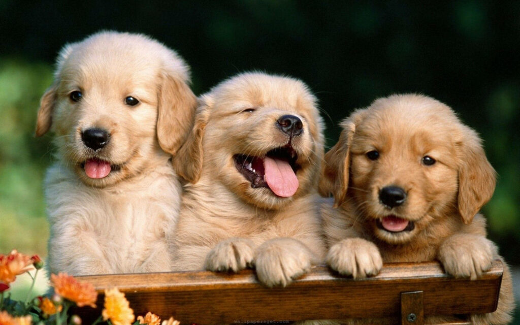 Adorable Triple Trouble: Tongue-Wagging Golden Retriever Trio Poses Playfully on a Rustic Bench Wallpaper