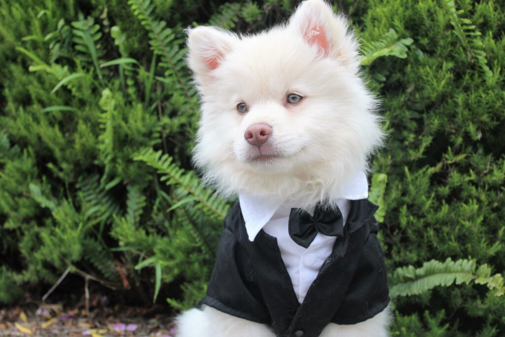 Charming Tuxedo Dog Wallpaper: Fluffy Muzzle & Lush Green Background