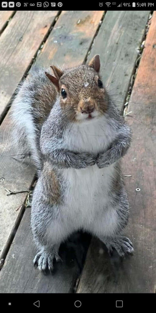 Curious Squirrel Gazes Upward on Wooden Surface - Playful Moment Wallpaper