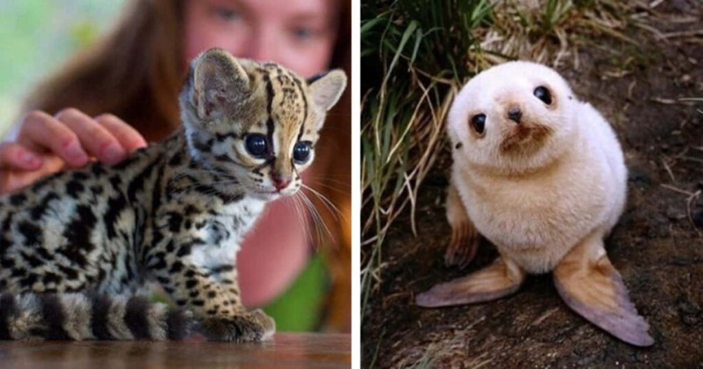 Adorable Baby Leopard and Seal Wallpaper - Nature's Cuties