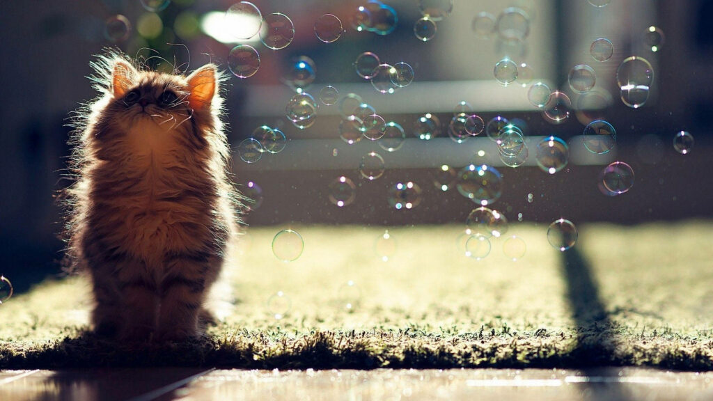 Whimsical Kitten Wallpaper: Fluffy Cat & Floating Bubbles in Sunlight