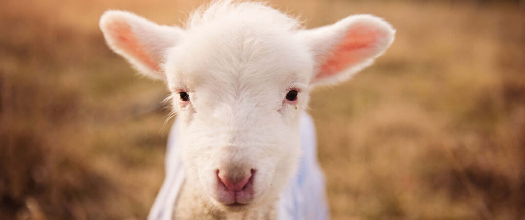Adorable White Baby Sheep Wallpaper - Serene Countryside Charm