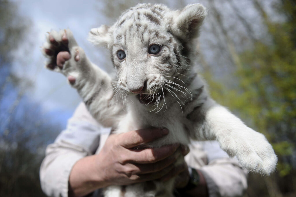 Adorable White Baby Tiger Wallpaper - Innocent Playfulness