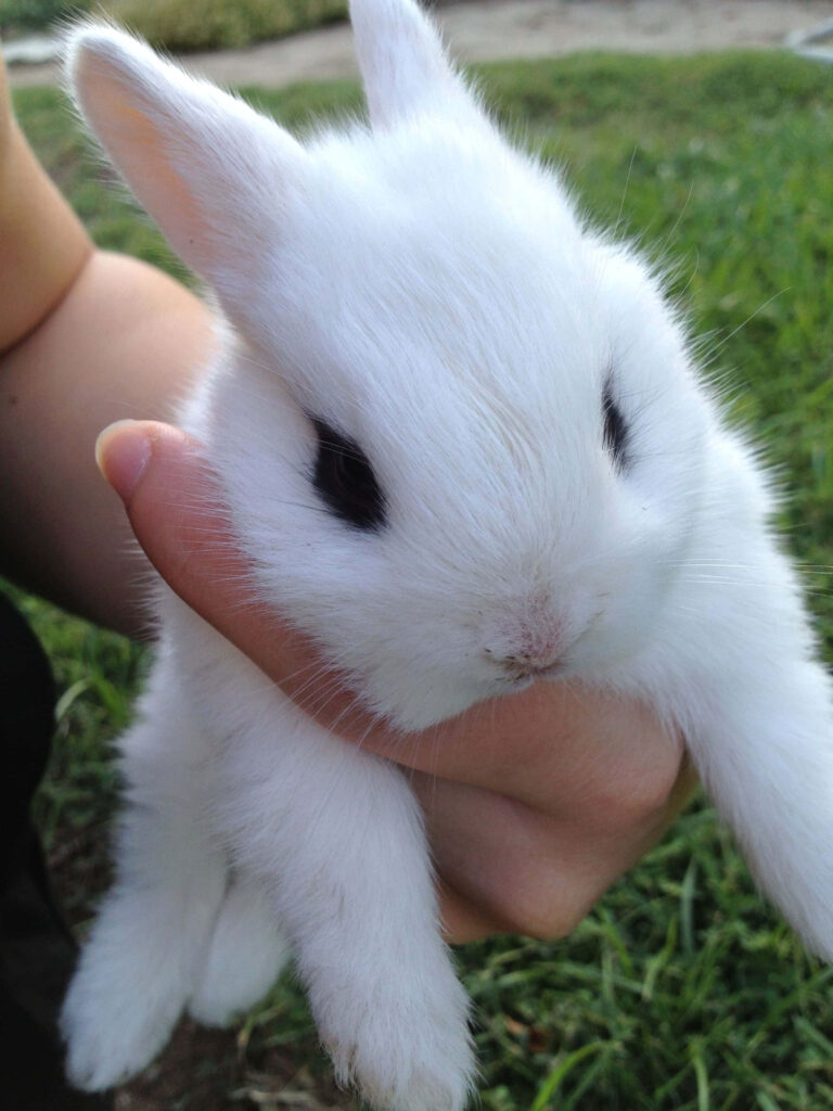 Adorable White Bunny Wallpaper: Innocence in Green Grass Setting