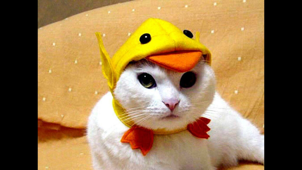 Adorable White Cat in Fun Yellow Chick Hat - Charming Wallpaper