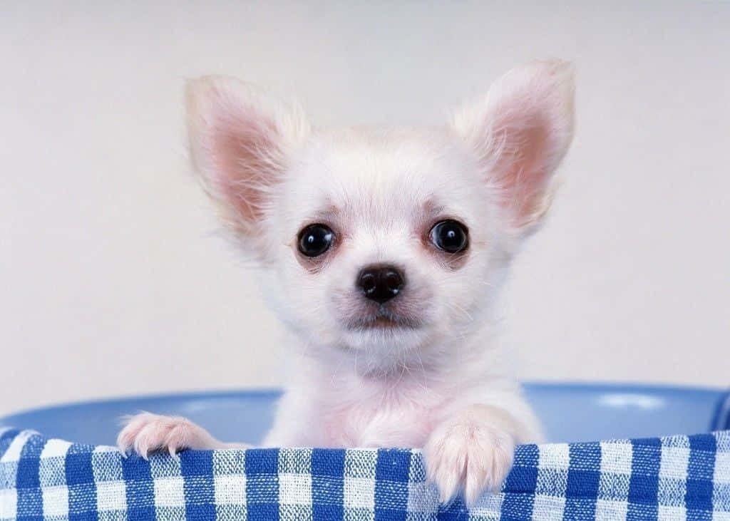 White Chihuahua puppy with dark eyes peeking from blue container on checkered fabric background Wallpaper
