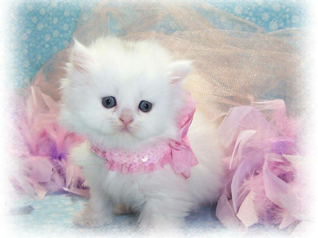 Adorable White Fluffy Kitten Wallpaper with Pink Ribbon & Pastel Background