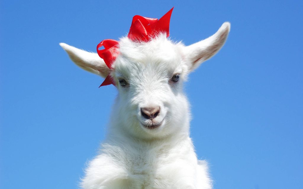 Adorable white goat with red ribbon on bright sunny blue sky cute fluffy kid wallpaper