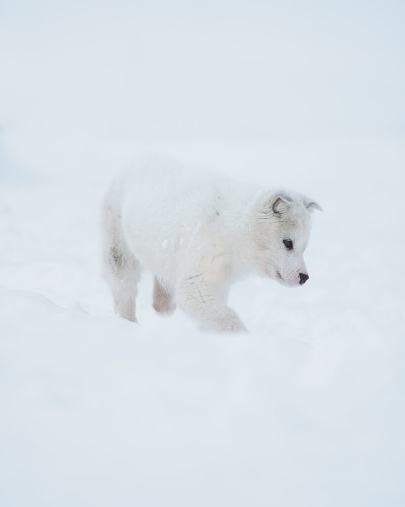 Adorable White Husky Puppy in Serene Snowy Landscape Wallpaper