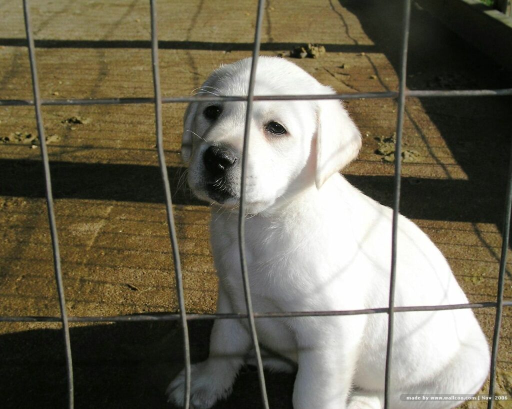 Adorable White Labrador Puppy Behind a Wire Fence - Heartwarming Scene Wallpaper