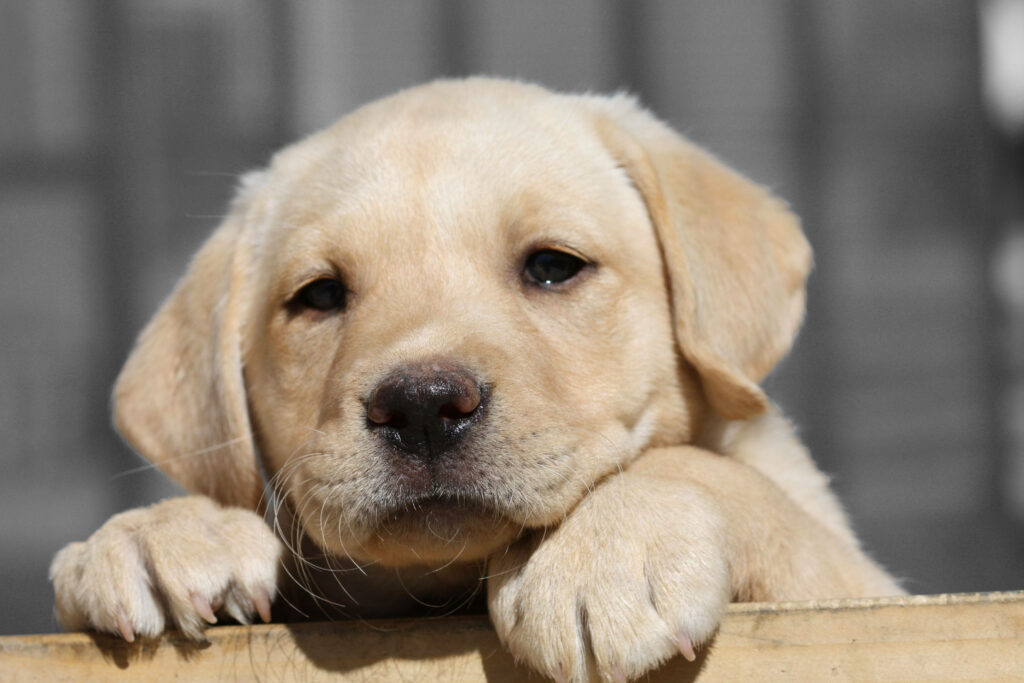 Charming White Labrador Puppy Wallpaper | Heartwarming Background