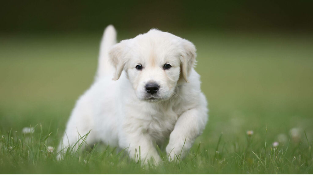 Adorable White Labrador Puppy Wallpaper: Joyful Nature Background