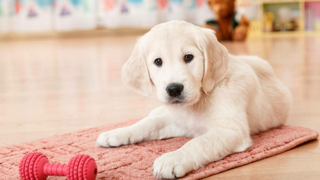Adorable White Labrador Puppy on Cozy Red Mat - Wallpaper Background