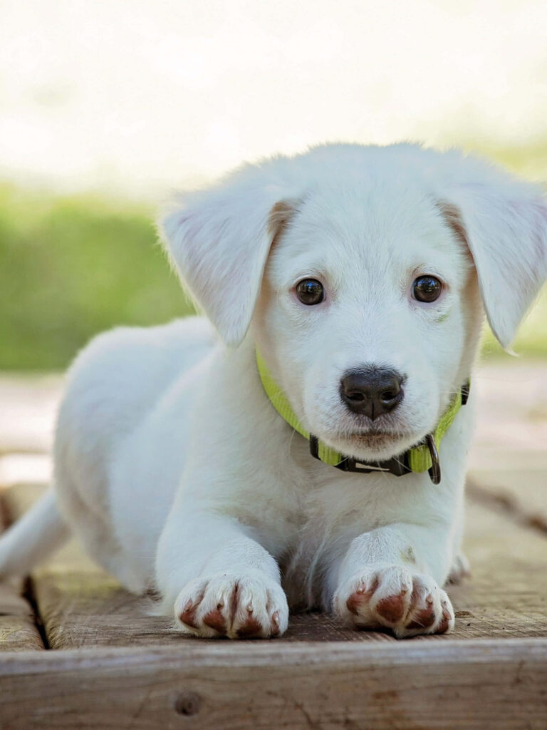 Adorable White Labrador Puppy Wallpaper - Serene Background Design