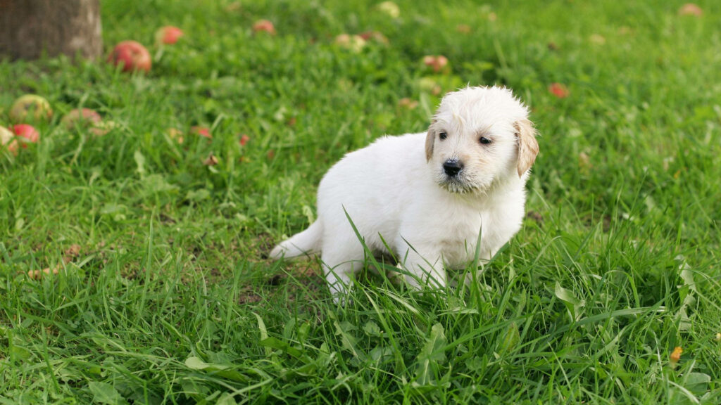 Adorable White Labrador Puppy in Green Field – Serene Wallpaper Background