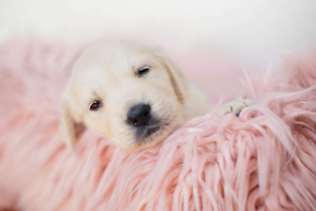 Adorable White Labrador Puppy on Soft Pink Blanket - Cute Wallpaper