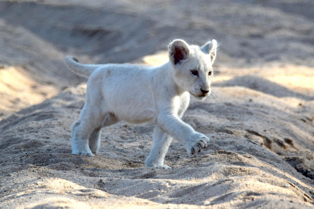 Adorable White Lion Cub Bounding on Sandy Background Wallpaper