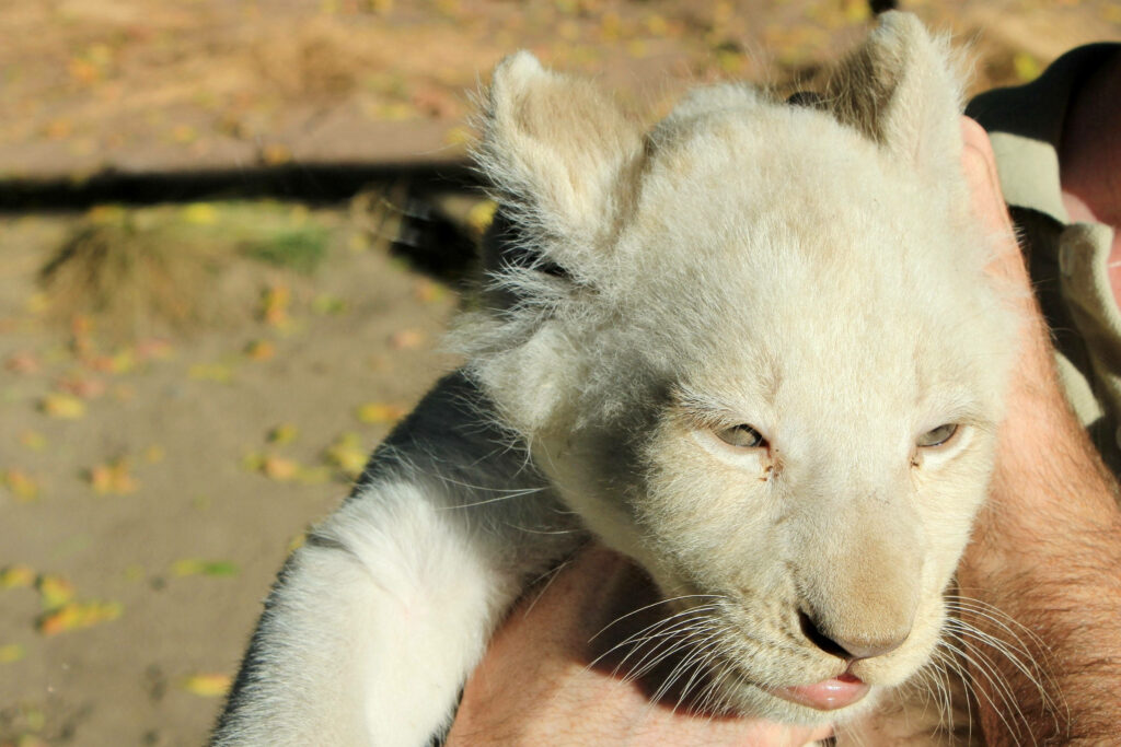 Adorable White Lion Cub Held Gently – Heartwarming Wallpaper