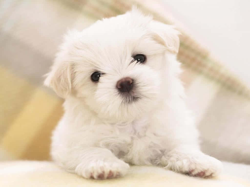 Cute and Compact: A White Maltese Puppy Showcasing Its Petite Frame on the Couch - Delightful Dog Breeds Background Wallpaper