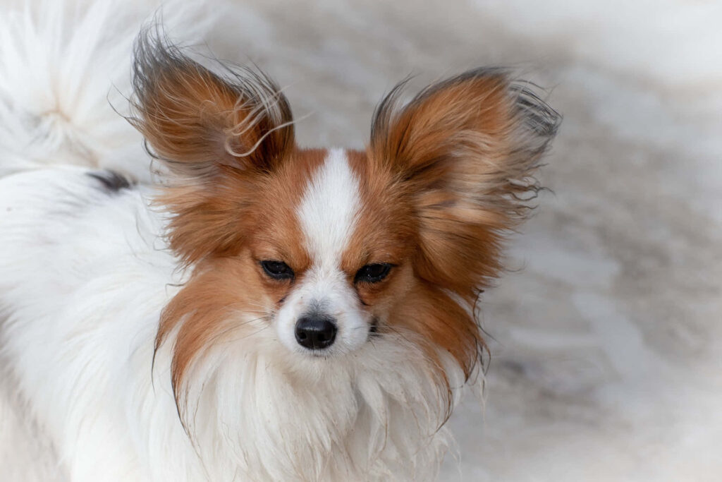 Adorable White Papillon Wallpaper: Fluffy Ears & Serene Background