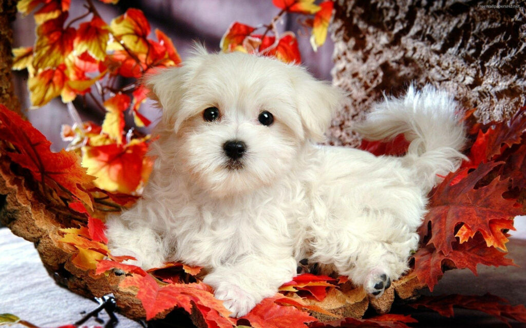Whimsical Fall Delight: Enchanting White Puppy Poses Amidst Autumn Leaves Wallpaper