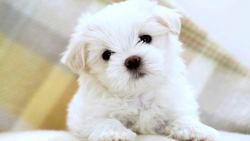 Adorable White Puppy Wallpaper - Cute 1920x1080 Background