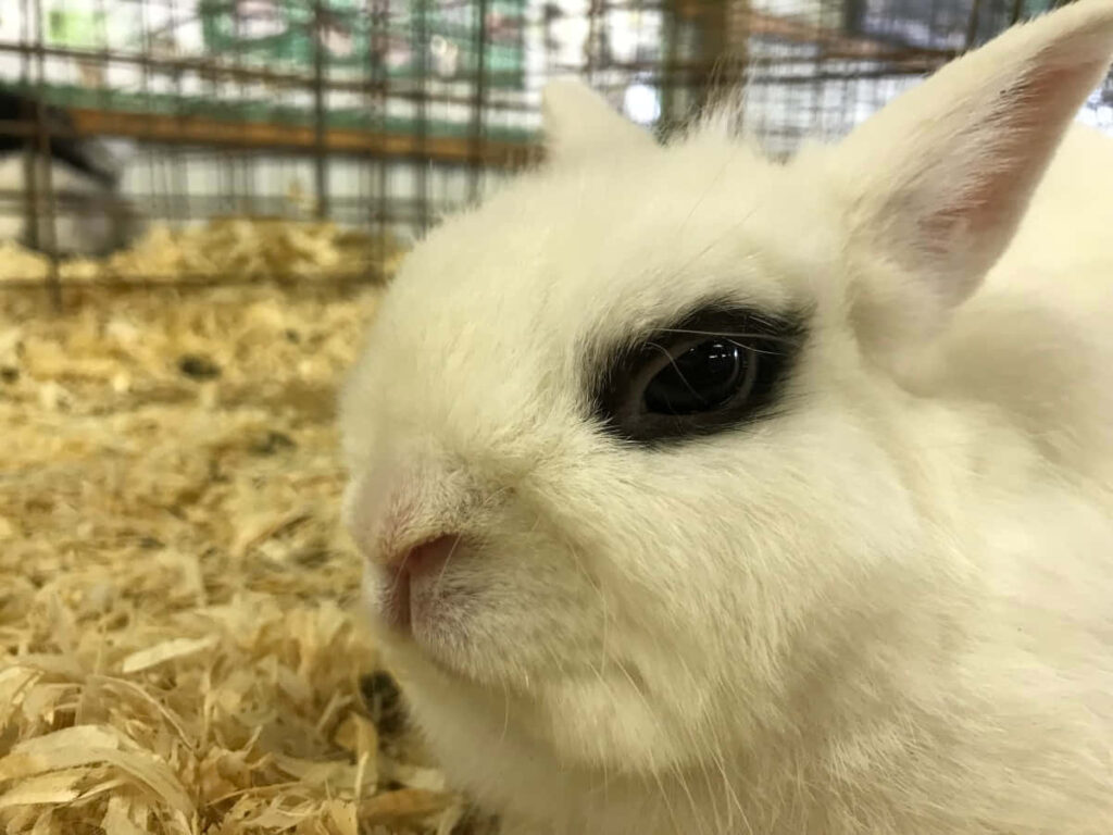 Close-Up of Adorable White Rabbit on Soft Wood Shavings Wallpaper