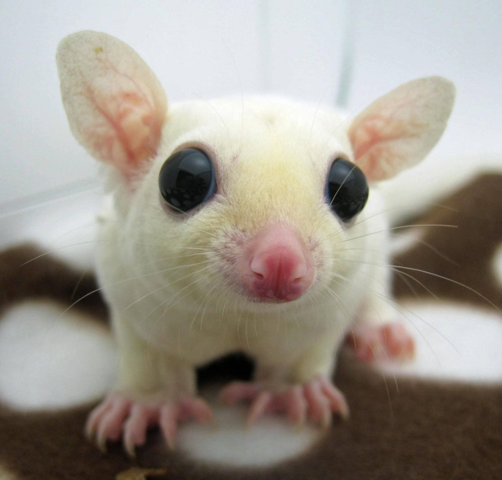 Close-up of a white sugar glider with black eyes and pink nose on soft patterned blanket wallpaper