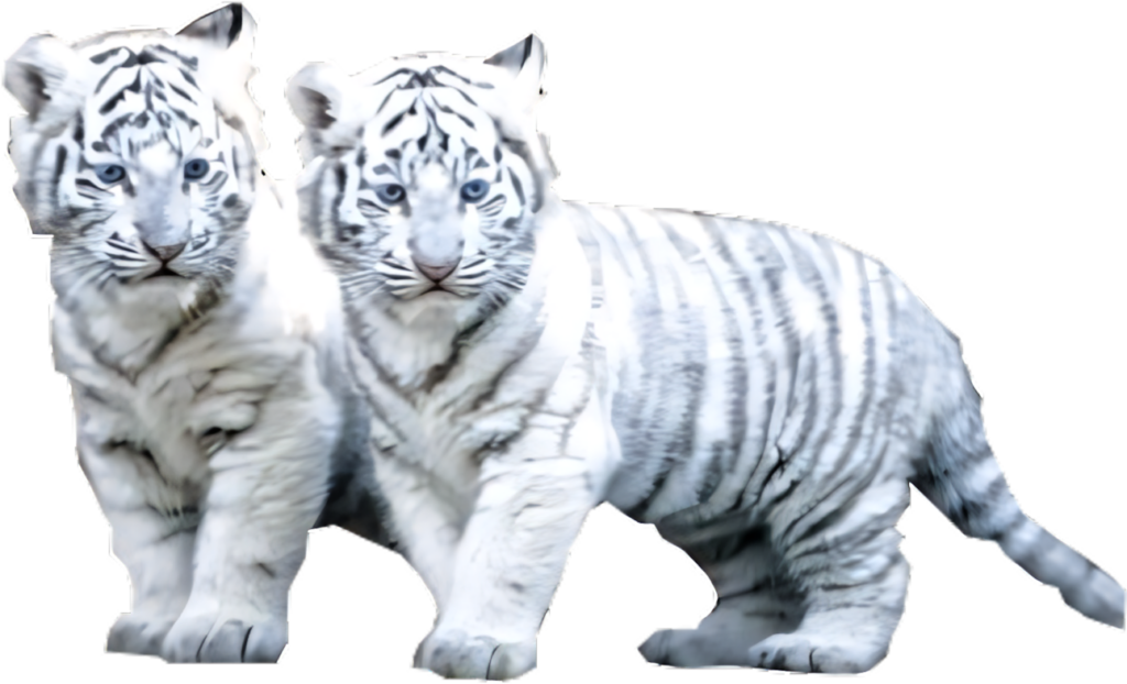 Playful White Tiger Cubs Strolling Side by Side in Striking Stripes Wallpaper