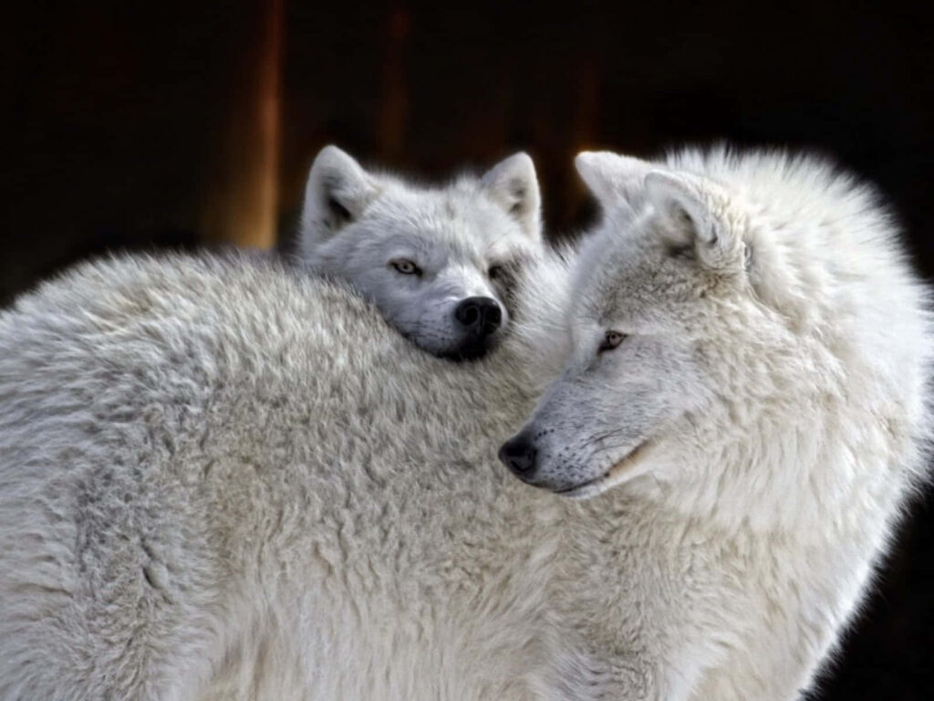 Adorable White Wolves Wallpaper: Warmth & Companionship Background