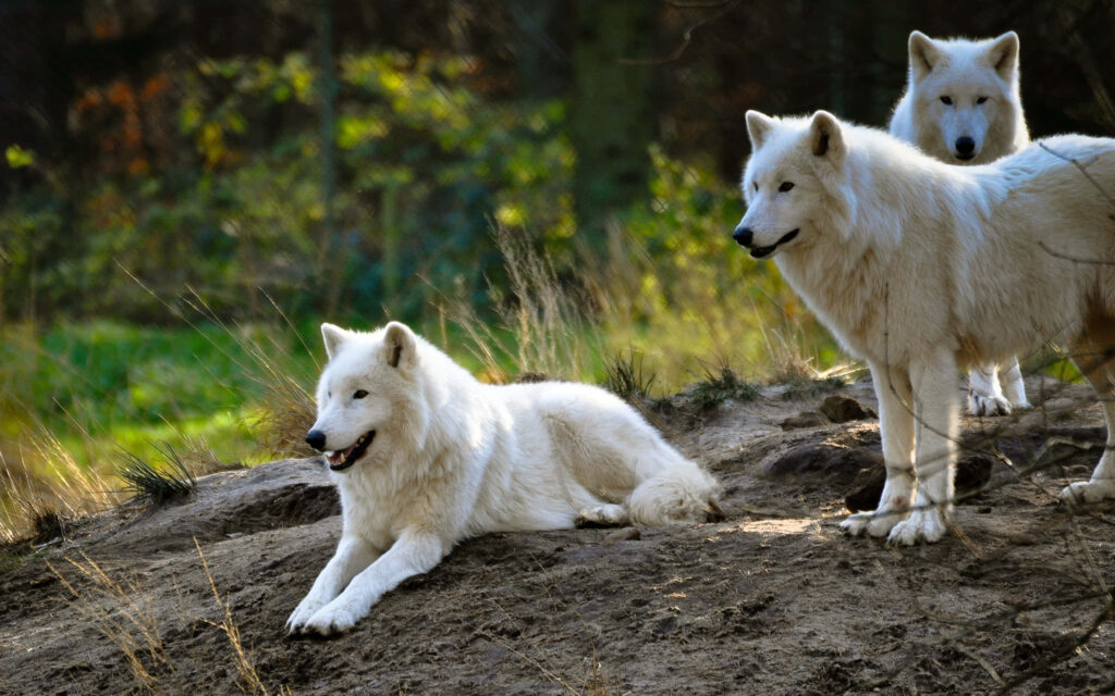 Adorable White Wolves in Serene Forest Wallpaper Background