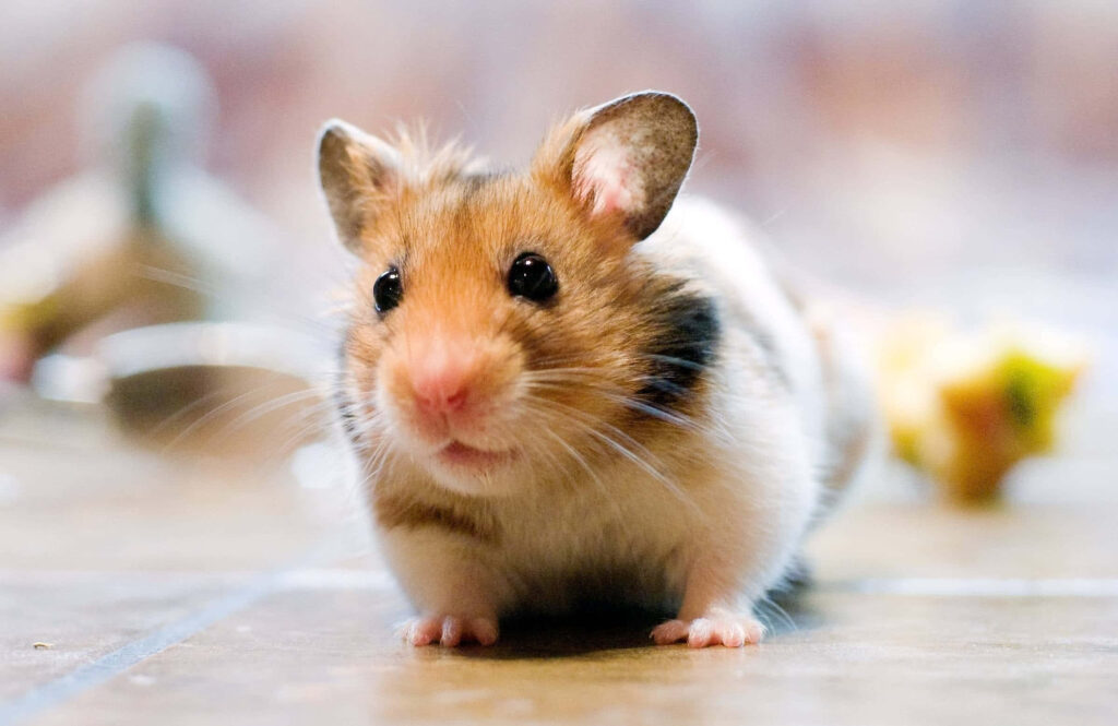 Adorable Hamster Wallpaper: Soft Fur & Tiny Paws Background