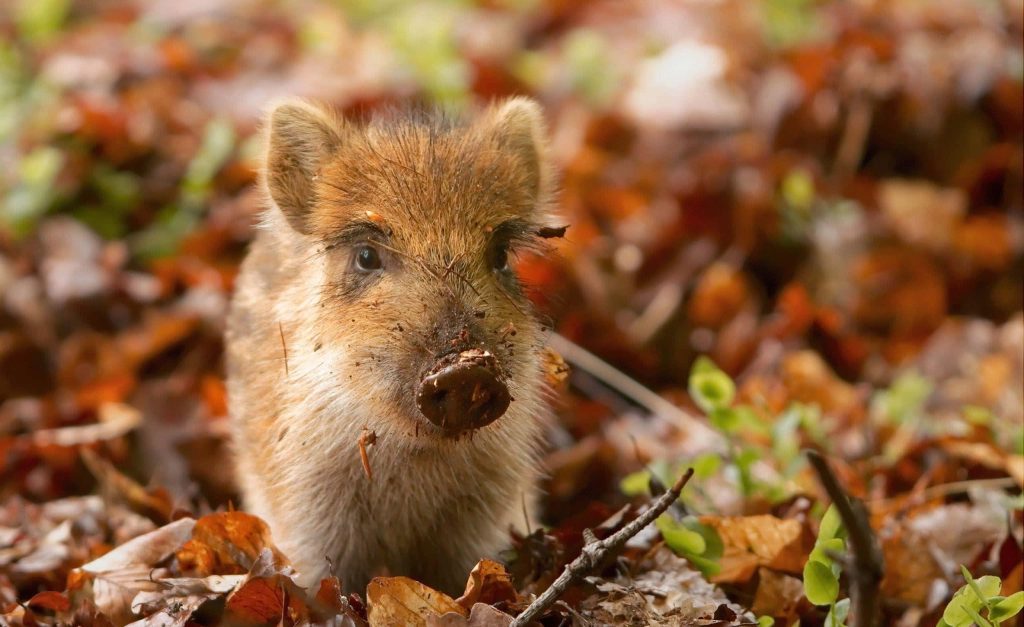Realistic wild boar piglet with mud on snout in autumn forest leaves hog wallpaper background