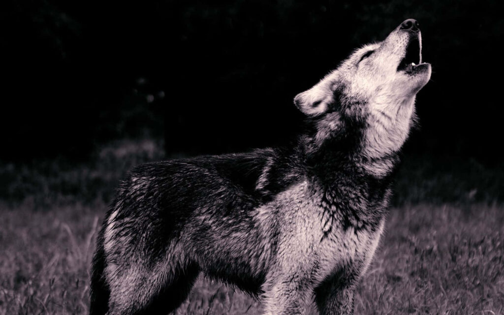 Adorable Wolf Pup Howling in Natural Habitat – Monochrome Wallpaper